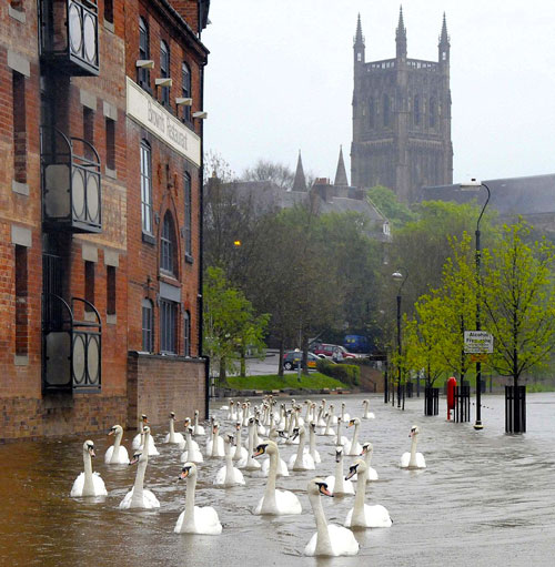 Lovely weather for ducks (or swans). Not so great for greenery though.